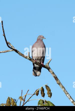 Pigeon pâle, Rotrückentaube, Pigeon rousset, Patagioenas cayennensis, kopotthasú galamb, parc national de Yasuní, Équateur, Amérique du Sud Banque D'Images