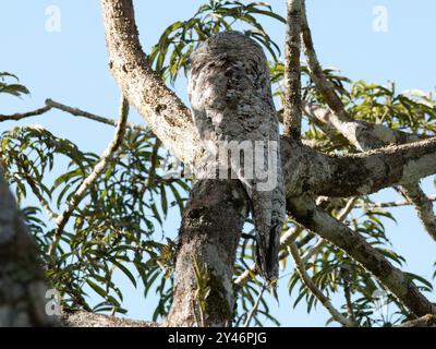 Grand potoo ou grand potoo, Riesentagschläfer, Grand Ibijau, Nyctibius grandis, óriás álmosmadár, parc national de Yasuní, Équateur, Amérique du Sud Banque D'Images