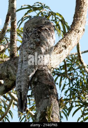 Grand potoo ou grand potoo, Riesentagschläfer, Grand Ibijau, Nyctibius grandis, óriás álmosmadár, parc national de Yasuní, Équateur, Amérique du Sud Banque D'Images