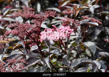 Fleurs d'été roses, bourgeons rouges et feuilles violettes de sureau noir ou fleur de sureau Sambucus Nigra Dark Leaf Form UK jardin mai Banque D'Images