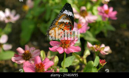 Photographie rapprochée d'un beau papillon perché sur un rose vif Banque D'Images
