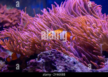 Poisson-clown nageant parmi les anémones violettes vibrantes dans un cadre paisible d'aquarium Banque D'Images