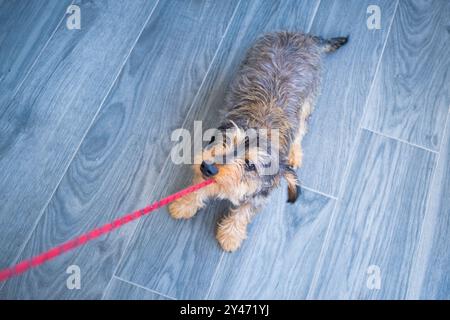 Un petit chien Teckel, jeune, tire fort sur la laisse de marche de son maître dans une attitude amicale et tendre. Il ne veut pas sortir se promener. vue de dessus Banque D'Images