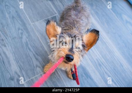 Un petit chien Teckel, jeune, mord et tire fort sur la laisse de marche de son propriétaire dans une attitude amicale, drôle et tendre. Il a les grandes oreilles levées. haut v Banque D'Images