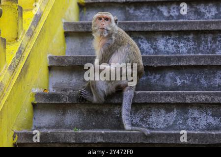 Mignon macaque gris sur les escaliers du temple Wat Khao Chong Krachok en Thaïlande Banque D'Images