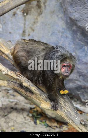 Jeune macaque à queue Stump, également appelé macaque de l'ours, près de l'arbre en Thaïlande Banque D'Images