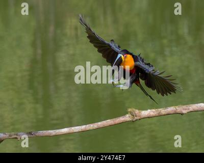 Canal facturé Toucan en vol Ramphastos vitellinus ariel Forêt Atlantique, Brésil BI042802 Banque D'Images