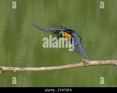 Canal facturé Toucan en vol Ramphastos vitellinus ariel Forêt Atlantique, Brésil BI042806 Banque D'Images