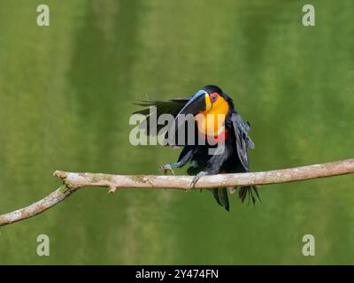 Channel Billed Toucan en vol Ramphastos vitellinus ariel Atlantic Forest, Brésil BI042808 Banque D'Images