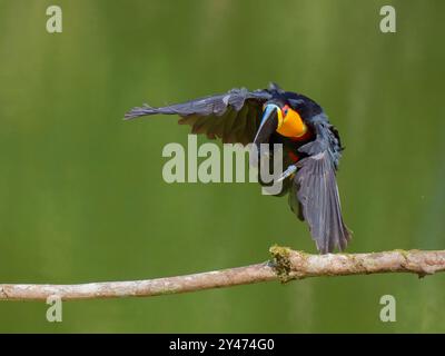 Canal facturé Toucan en vol Ramphastos vitellinus ariel Forêt Atlantique, Brésil BI042809 Banque D'Images