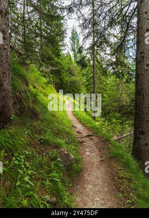 Sentier de randonnée étroit dans la pittoresque forêt de conifères. Clair jour d'été ensoleillé. Hoe Tauern. Parc national de Grossglockner. Autriche. Randonnée, tourisme, trave Banque D'Images