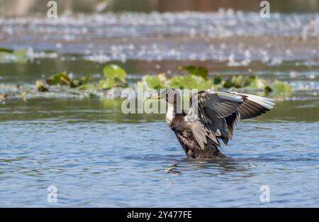 Manky Mallard Duck battant des ailes dans une rivière avec des plantes d'eau Banque D'Images