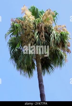 Palmier à éventail mexicain, Washingtonia ou Skyduster mexicain, Washingtonia robusta, Arecaceae. Washingtonia robusta est un palmier originaire de basse Californie. Banque D'Images