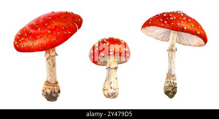 Ensemble de champignons aquarelles. Illustration botanique avec Fly agaric, champignon rouge amanita Banque D'Images