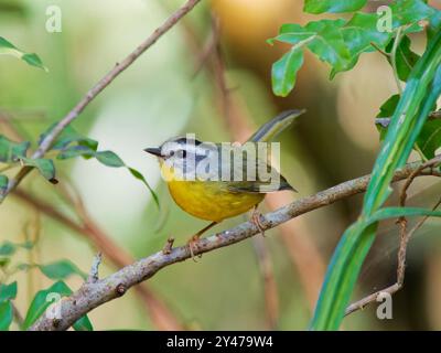 Paruline couronnée d'or Basileuterus culicivorus Forêt Atlantique, Brésil BI043135 Banque D'Images