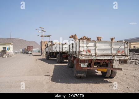 Transport de chameaux sur la route de Djibouti à Ethiopie. Banque D'Images