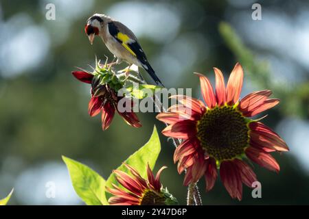 Carduelis carduelis European Goldfinch jardin d'oiseaux tournesol Banque D'Images