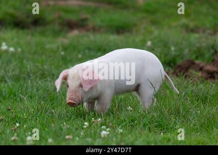 Portrait d'un porcelet britannique Landrace Banque D'Images