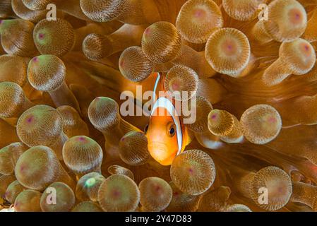 Orange Oman Anémone poisson regardant hors de son hôte Bulb Anémone Banque D'Images