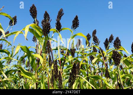 Agriculture plantes céréalières annuelles Herbaceous Black Millet Sorghum nigrum grain Seedhead Seedhead Seedhead Seedheads Seedheads Banque D'Images