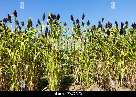 Agriculture plantes céréalières annuelles Herbaceous Black Millet Sorghum nigrum grain Seedhead Seedhead Seedhead Seedheads Seedheads Banque D'Images