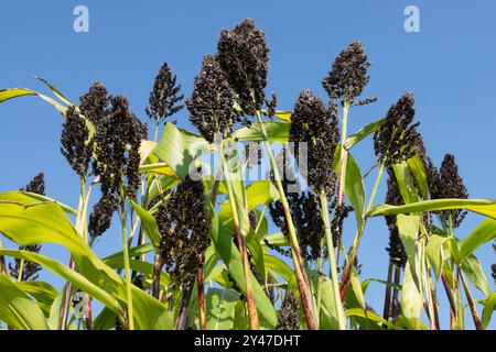 Agriculture plantes céréalières annuelles Herbaceous Black Millet Sorghum nigrum grain Seedhead Seedhead Seedhead Seedheads Seedheads Banque D'Images