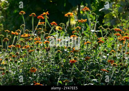 Tournesol mexicain Tithonia rotundifolia parterre de fleurs dans le jardin Banque D'Images