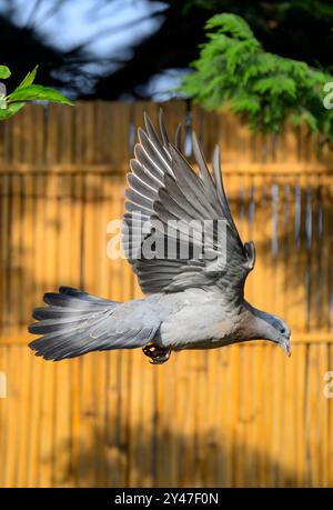 Pigeon juvénile ou assise en vol dans le jardin contre un panneau de clôture en bambou couleur or d'automne Banque D'Images