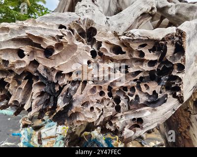 grande pile composée de branches et de brindilles situées sur la plage Banque D'Images