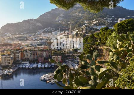 Vue surélevée sur le port de plaisance de Fontvieille avec cactus de barbarie et le promontoire de la tête de chien en arrière-plan, Principauté de Monaco Banque D'Images