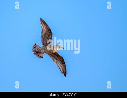 Goéland argenté juvénile volant contre un ciel bleu vif à l'heure dorée, prise à Weston Super Mare, Royaume-Uni Banque D'Images