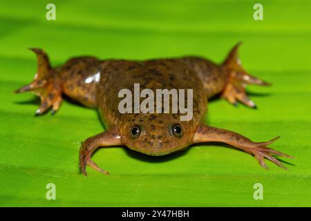 Une jolie Platanna commune, également connue sous le nom de grenouille africaine à griffes (Xenopus laevis) sur une grande feuille verte Banque D'Images