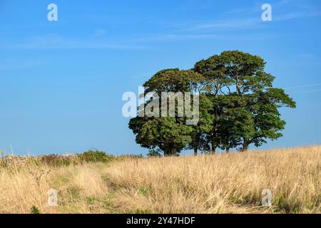 Petit groupe d'arbres avec de l'herbe à poils touffue (également appelée herbe à poils, herbe hassock, herbe à tussock) poussant devant sur les collines de Mendip en été Banque D'Images