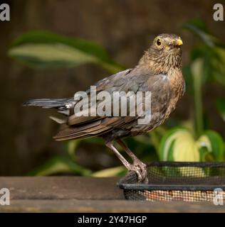 Belle femelle Blackbird sur le plateau d'alimentation regardant en alerte Banque D'Images