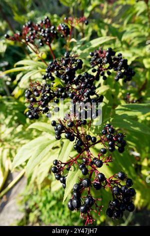 Sambucus ebulus, aîné nain européen Banque D'Images