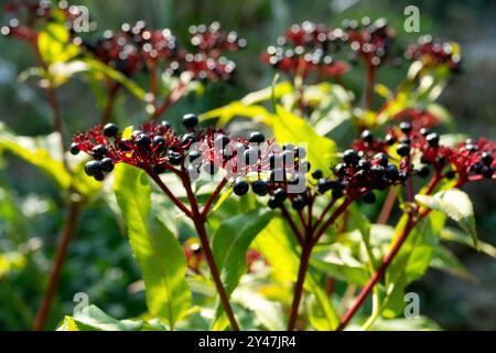 Sambucus ebulus, aîné nain européen Banque D'Images