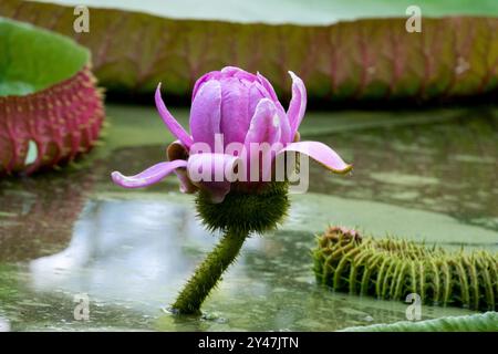 Victoria Water Nily Flower Victoria amazonica Aquatic Plant Banque D'Images