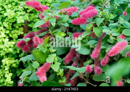 Chenille naine Acalypha chamaedrifolia Banque D'Images