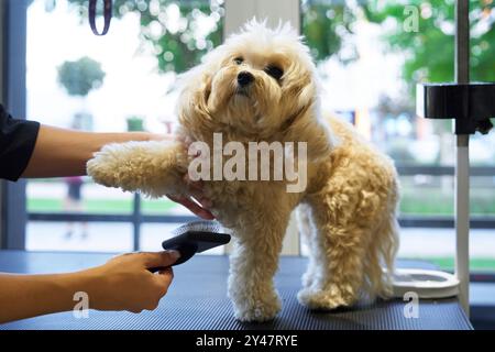 Toilettage d'un chien moelleux dans un salon pour animaux de compagnie un après-midi ensoleillé Banque D'Images