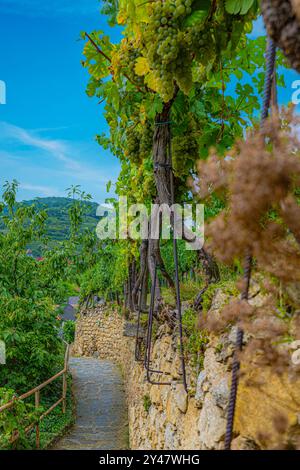 Weißenkirchen Wachau en basse-Autriche - vignes sur un mur de pierre sèche à côté d'un chemin pavé de pierre dans un vieux village Banque D'Images