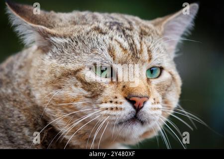 Gris Tabby Tomcat (Felis catus)) portrait Banque D'Images