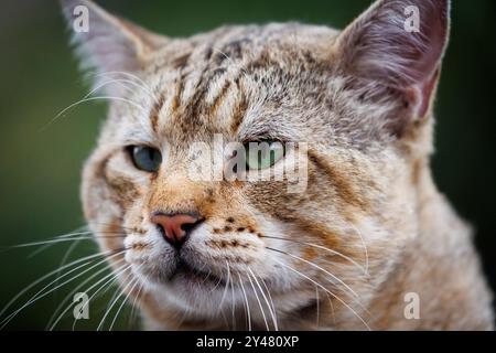 Gris Tabby Tomcat (Felis catus)) portrait Banque D'Images