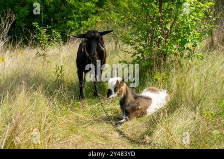 Chèvres domestiques. Une grosse chèvre noire et un gamin tacheté sur un pâturage. Une race de chèvres domestiques sans corne. Banque D'Images