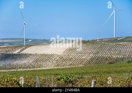 Paysage avec des vins de sherry célèbres vignobles de raisin en Andalousie, Espagne, doux pedro ximenez ou muscat, ou palomino plants de raisin, utilisés pour la production o Banque D'Images