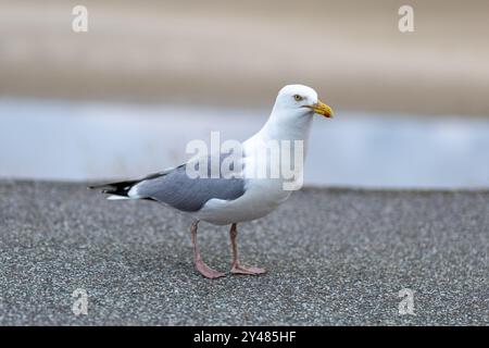 Une mouette est vue debout sur un sentier côtier avec un fond de plage flou, mettant en valeur ses caractéristiques frappantes dans la douce lumière du matin. Banque D'Images