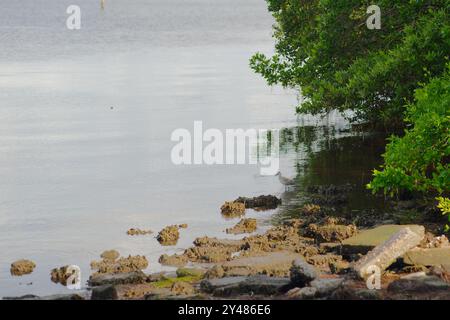 Blanc et gris willet Catoptrophorus semipalmatus regardant à gauche sur les rochers dans la section inférieure regardant l'eau bleu vif avec de petites vagues ondulées et le soleil Banque D'Images