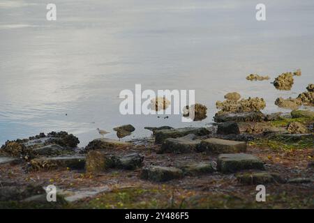 Blanc et gris willet Catoptrophorus semipalmatus regardant à gauche sur les rochers dans la section inférieure regardant l'eau bleu vif avec de petites vagues ondulées et le soleil Banque D'Images