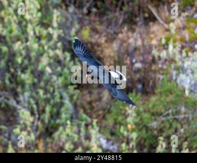 Une montagne Caracara (Daptrius megalopterus) survolant la forêt dans les hautes montagnes des Andes. Pérou, Amérique du Sud. Banque D'Images