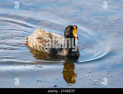 Un Coot géant (Fulica gigantea) nageant dans un lac. Pérou, Amérique du Sud. Banque D'Images