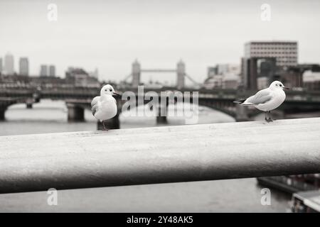 Mouettes à Londres, Royaume-Uni Banque D'Images